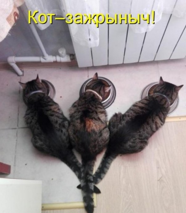 Приколы с котиками