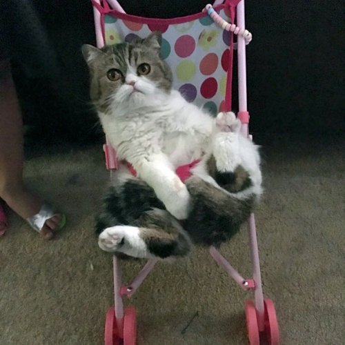 Детишки и зверушки