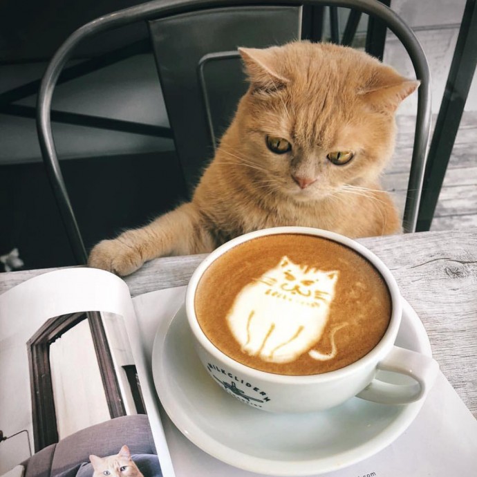 Котики и кофе