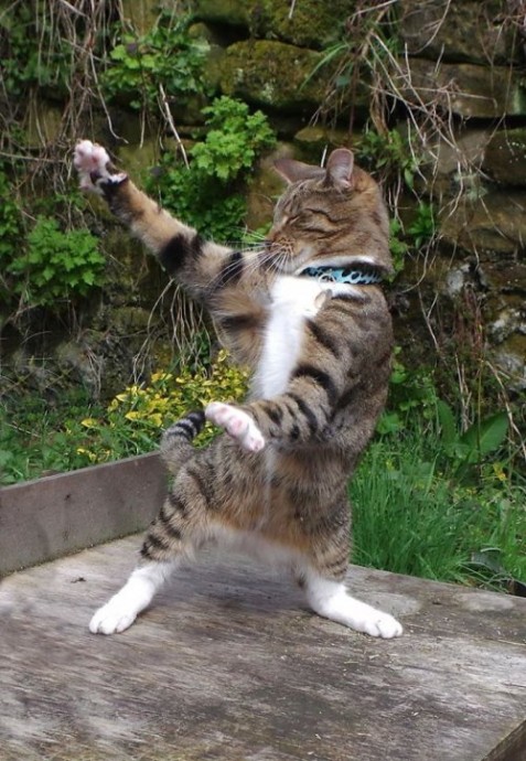 Кошки тоже любят танцевать