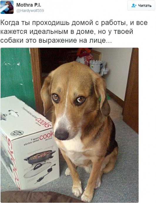 Подборка самых смешных твиттов о братьях наших меньших