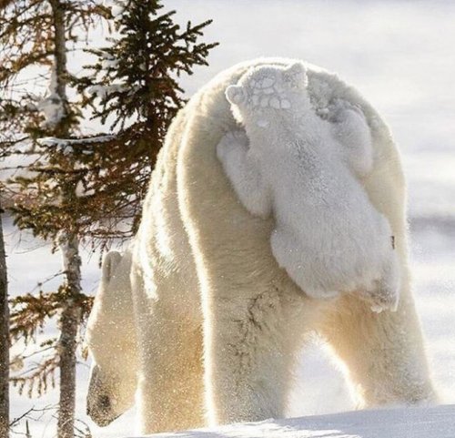 Забавные животные, оседлавшие своих собратьев