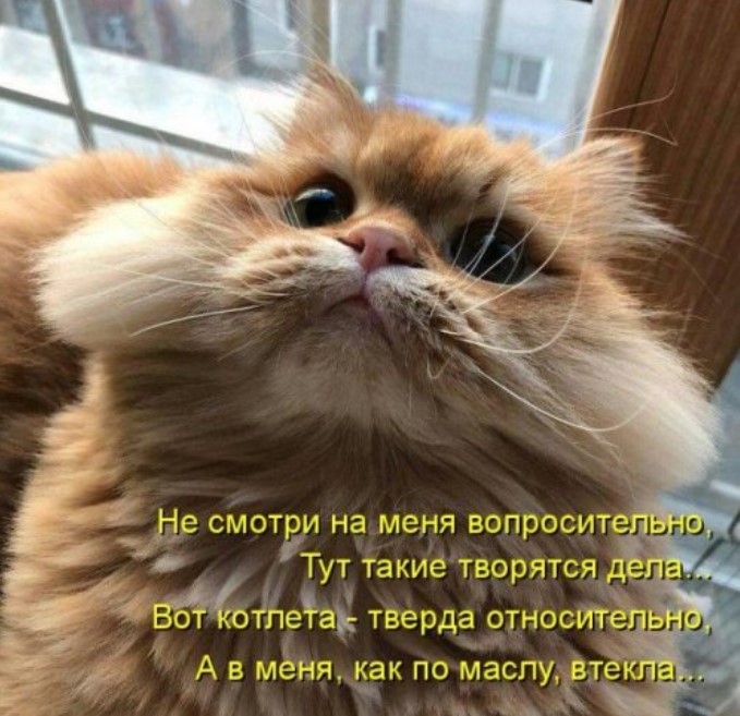 Свежая котоматрица для хорошего настроения