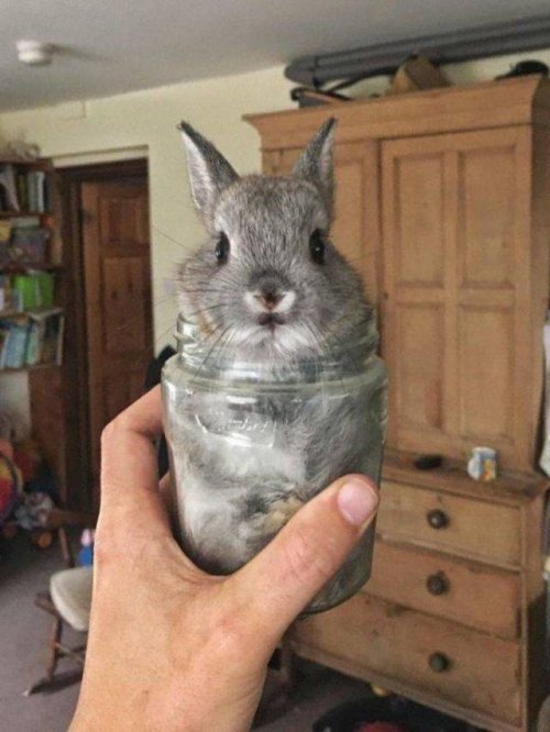 Забавные животные, которые подарят вам улыбку