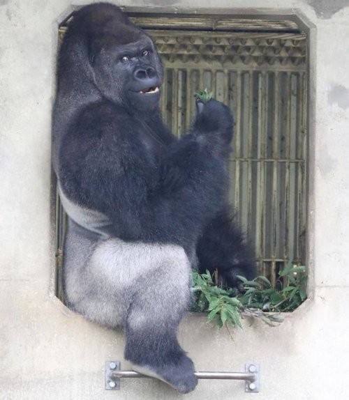 Фотомодель горилла-красавчик Сабани