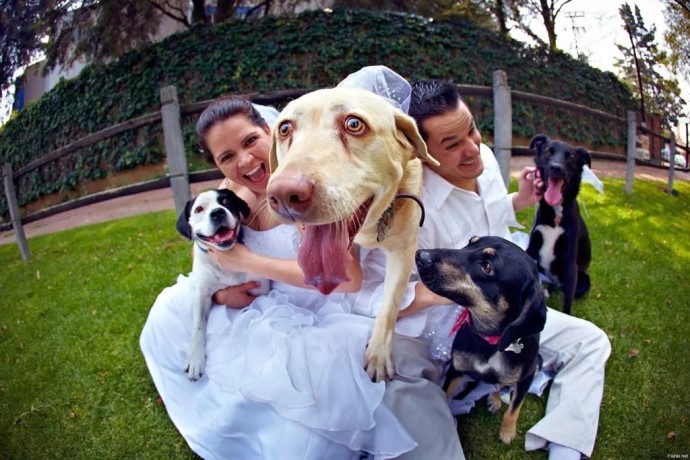 Собаки на свадьбе