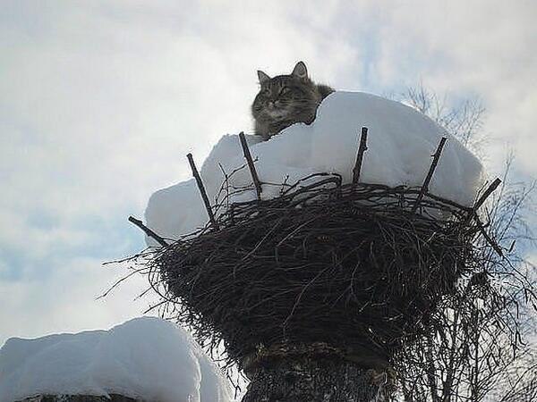 Котики прилетели с зимовки