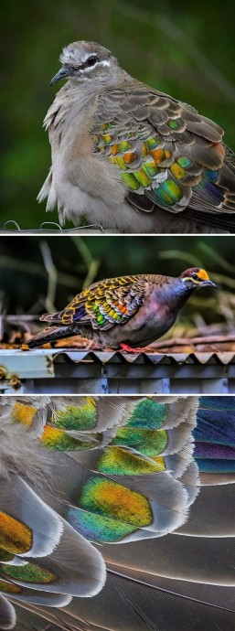 Необычные голуби