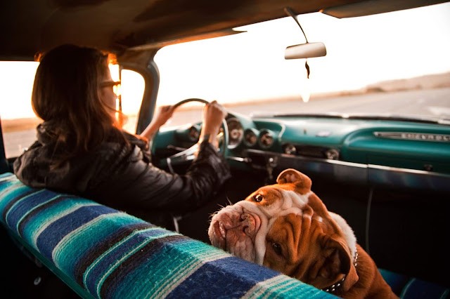 Собаки путешественники