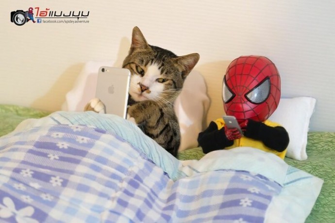 Смешные приключения Человека-паука в стране кошек