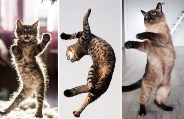 Прикольные танцующие коты