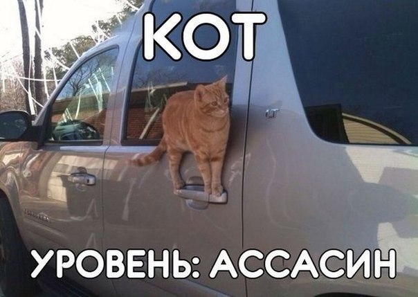 Забавные коты! )