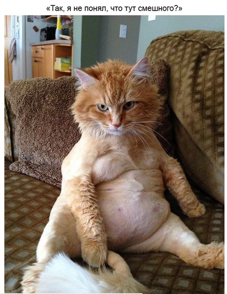 Животные, которые подали бы в суд на фотографа