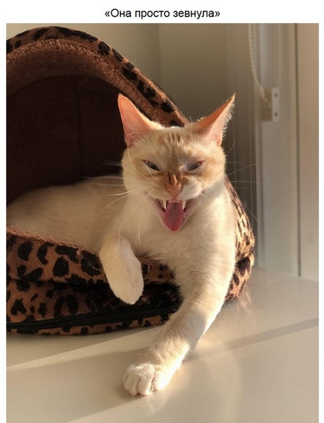 Животные, которые подали бы в суд на фотографа