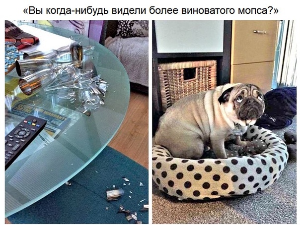 Порция пушистых и непослушных