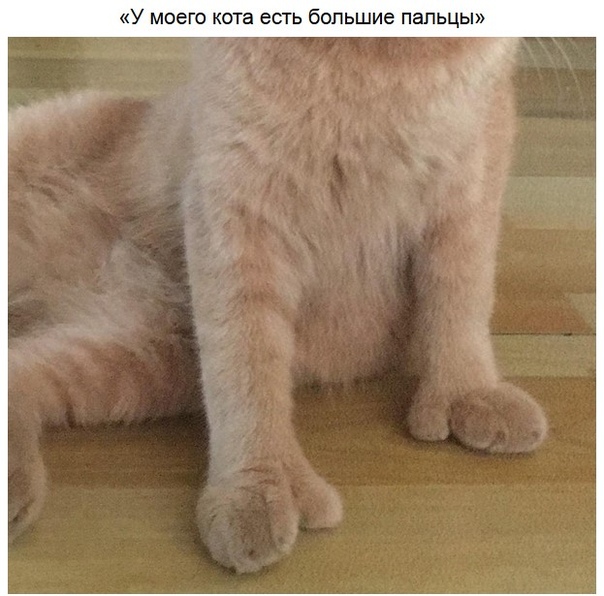 Очень забавные зверушки! )