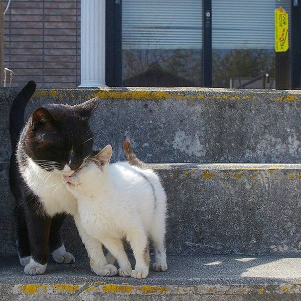 Уличные коты самые искренние! )