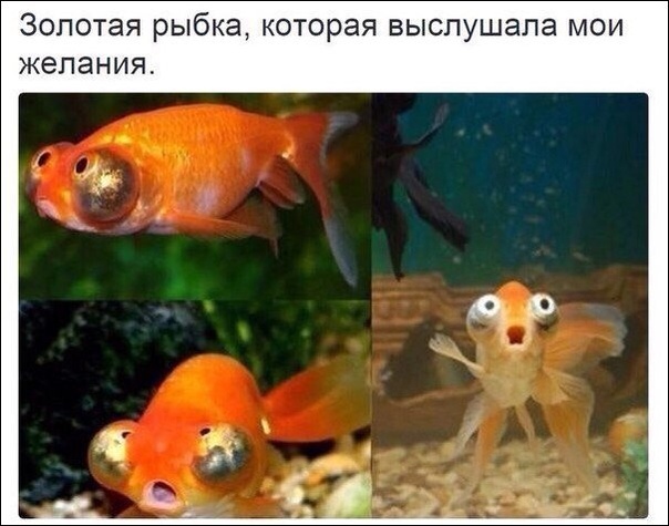 Смешные фотомемы