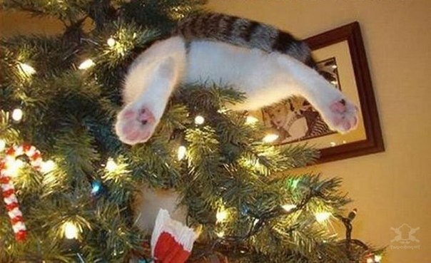 С котами не нужны елочные игрушки! )