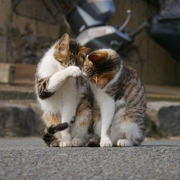 Уличные коты самые искренние! )