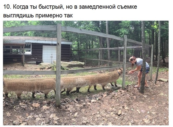 Смешные панорамные снимки
