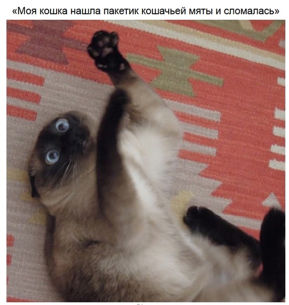 Животные, которые подали бы в суд на фотографа