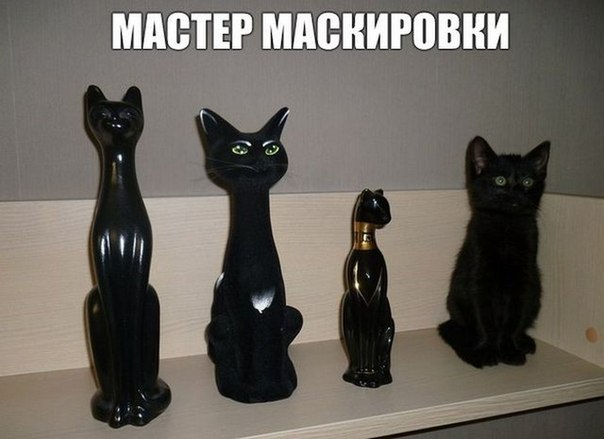 Забавные коты! )