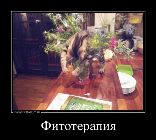 Демотиваторы для всех
