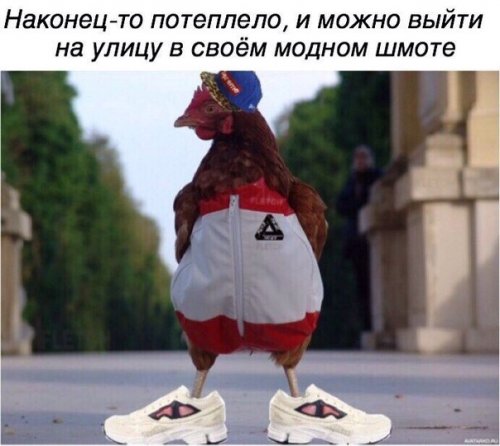 Смешные фотомемы