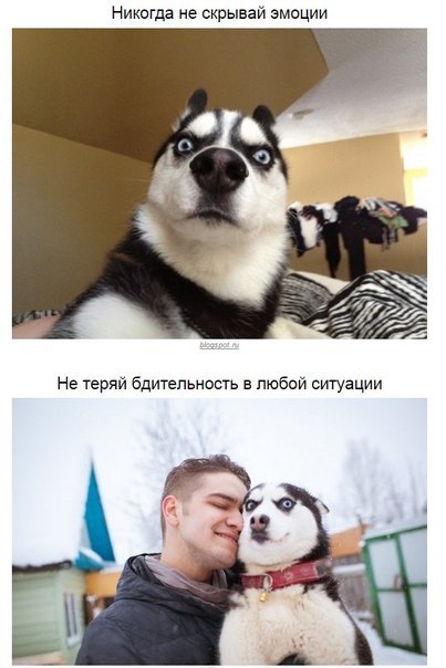 Пост мудрости хаски