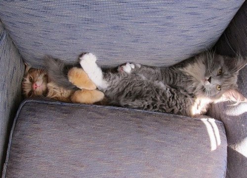 Кошки в диванах