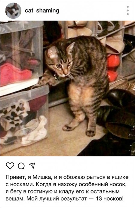 Коты-шалуны из инстаграм