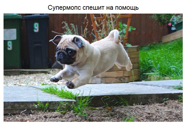 Немного милых мопсов