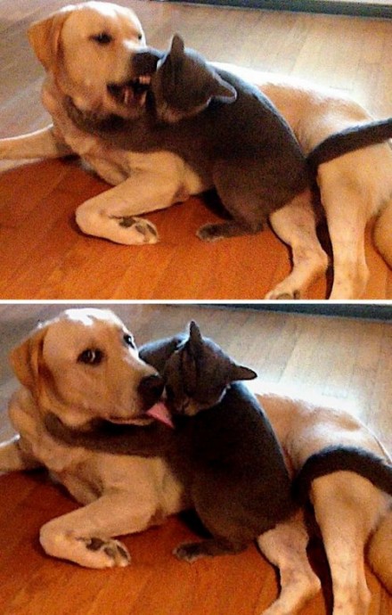 Пост о непростых взаимоотношениях собак и кошек