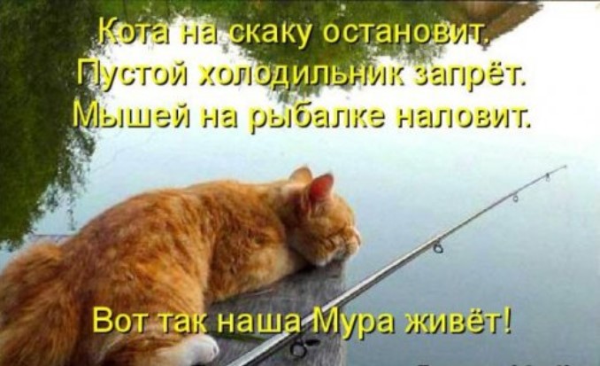 Новая котоматрица