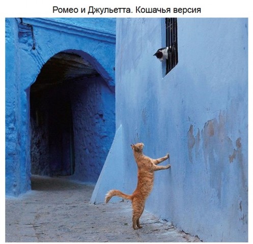 Кошки, способные растопить любое сердце