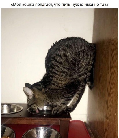 Забавные зверушки
