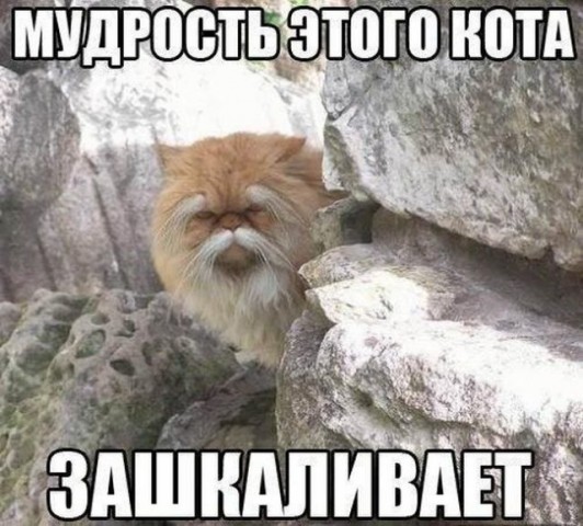 Очень забавные коты