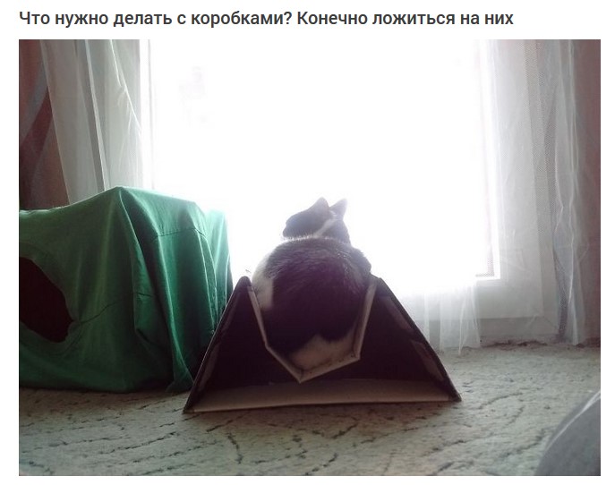 Странные выходки кошек