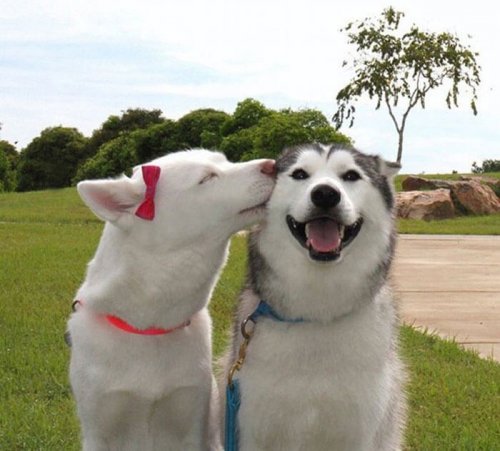 Улыбчивые собаки, которые подарят вам хорошее настроение