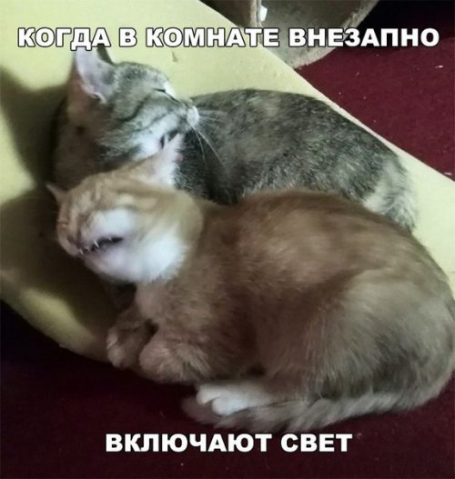 Смешные фотомемы