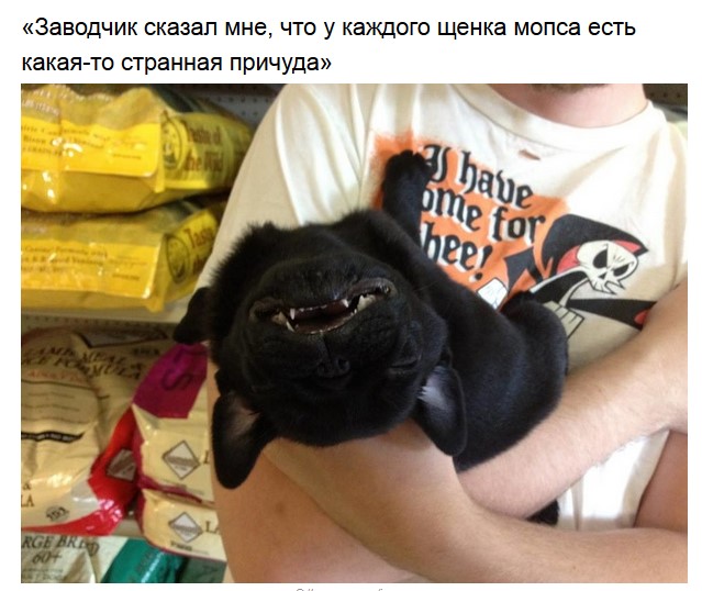 Немного милых мопсов