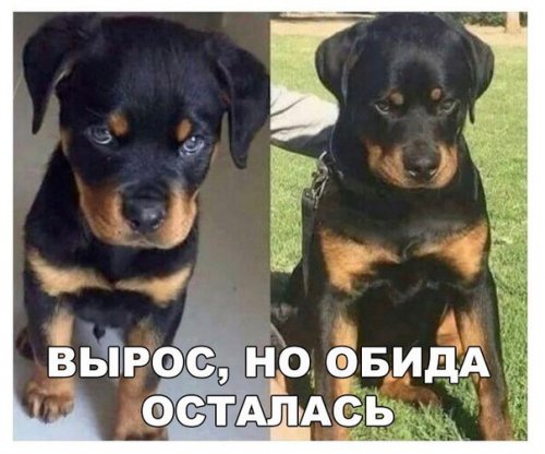 Новые прикольные фотомемы