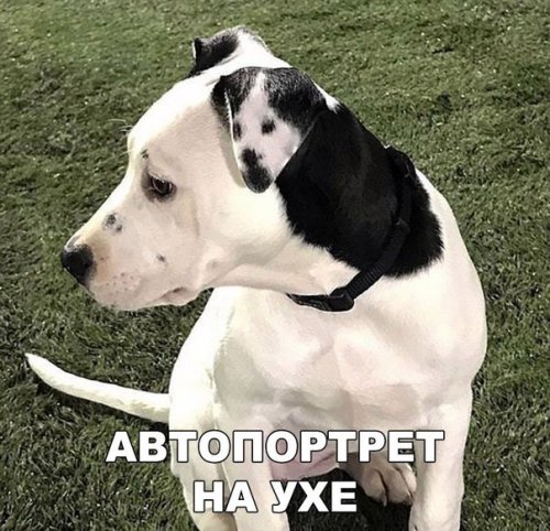 Прикольные фотомемы