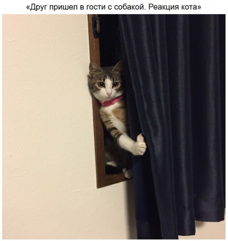 Забавные зверушки