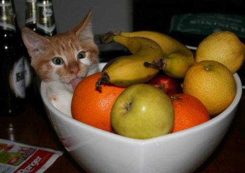 Кошки, которым приглянулись вазы для фруктов