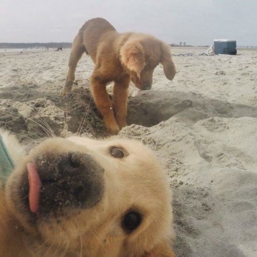 Смешные фотобомбы с животными