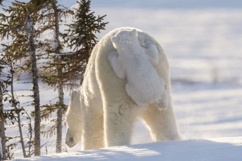 Победители фотоконкурса Comedy Wildlife Photography