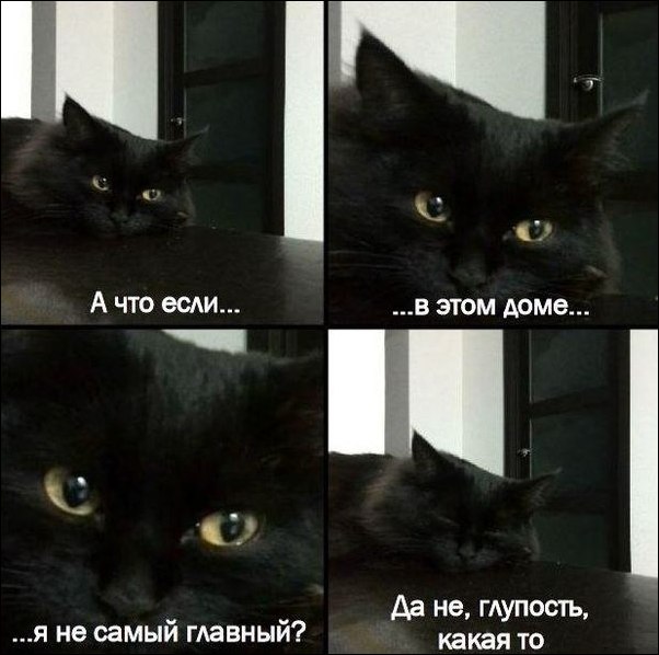 Прикольные фотомемы