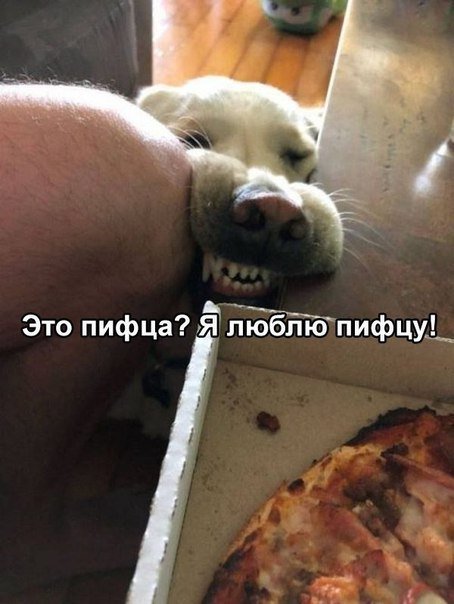 Смешные фотомемы